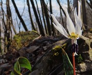 Festa di fiori sui sentieri per il Monte Ubione-19mar24